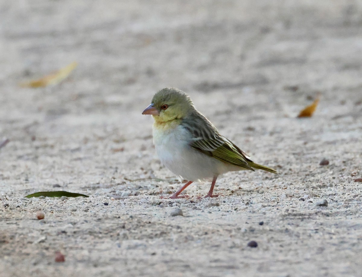 Southern Masked-Weaver - ML623256053