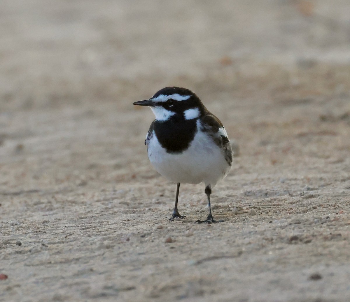 African Pied Wagtail - ML623256061