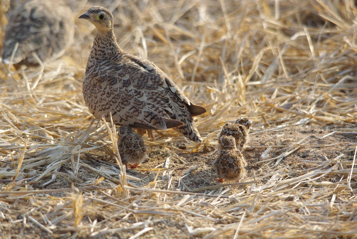 Black-faced Sandgrouse - ML623256126