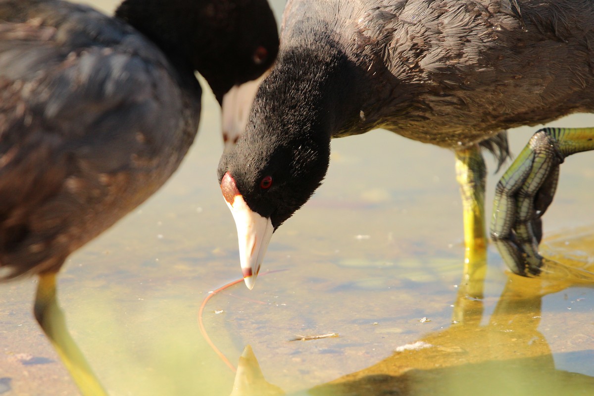 American Coot (Red-shielded) - ML623256156