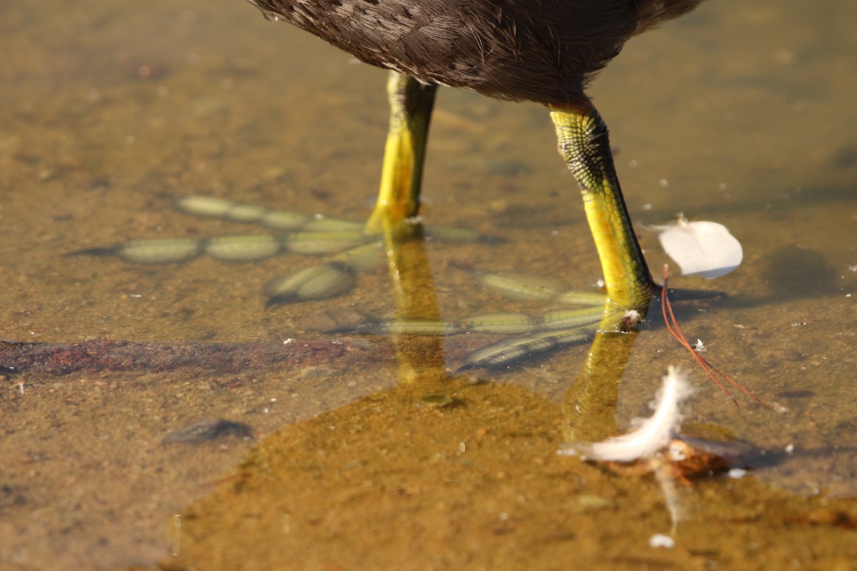 American Coot (Red-shielded) - ML623256204