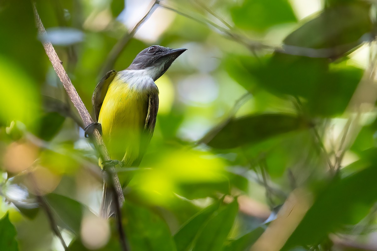 Sulphury Flycatcher - ML623256205