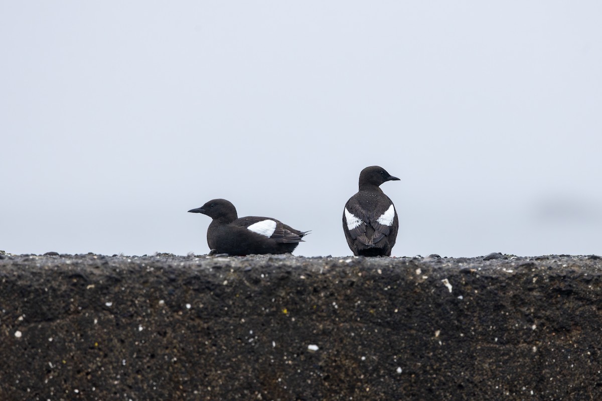 Black Guillemot - ML623256258