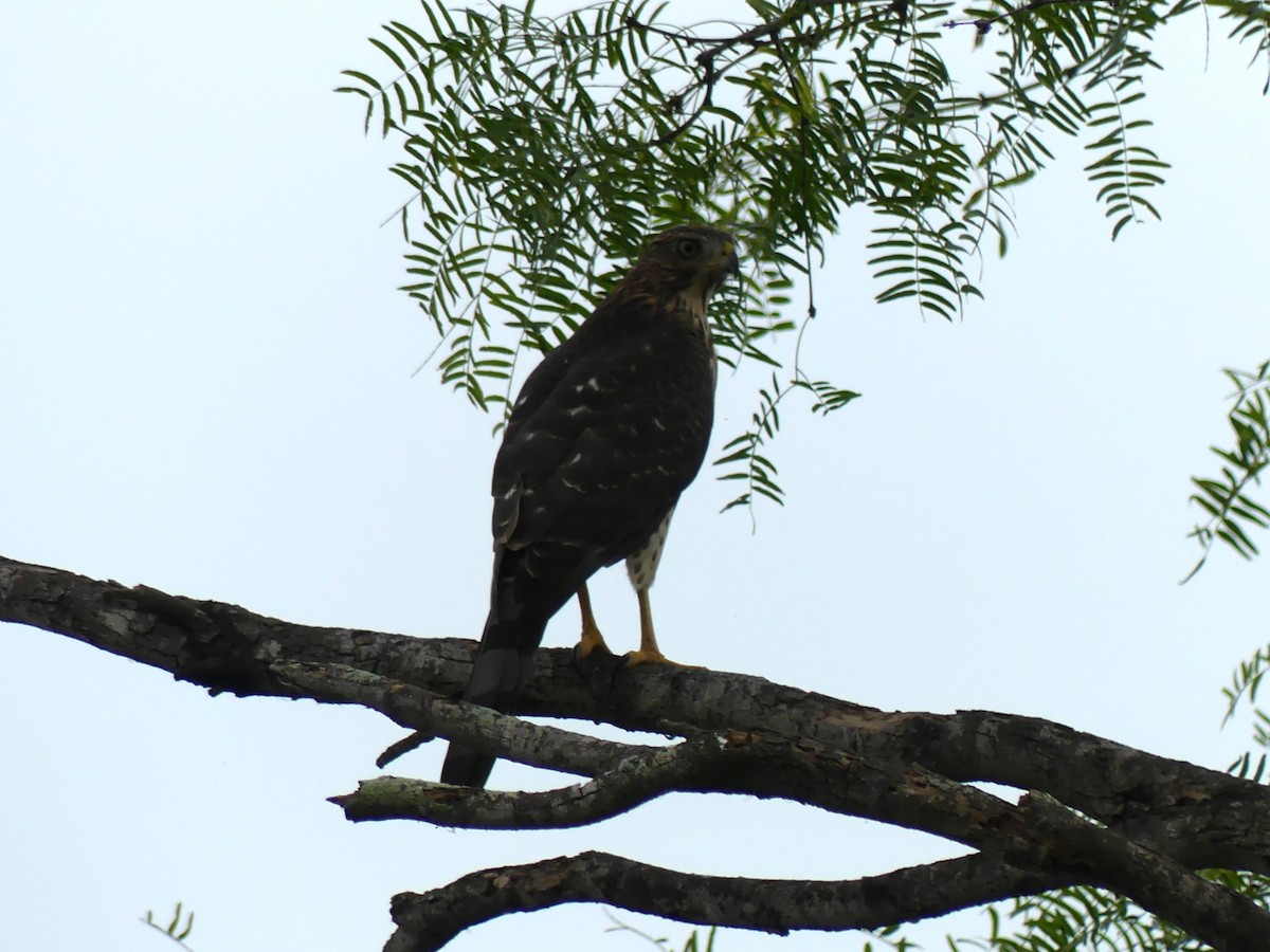 Cooper's Hawk - ML623256299