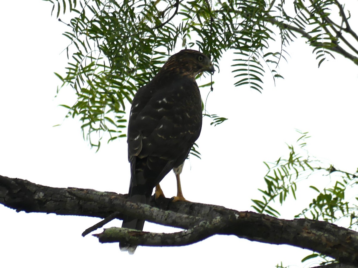 Cooper's Hawk - ML623256300