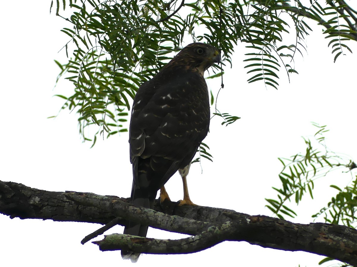 Cooper's Hawk - ML623256301