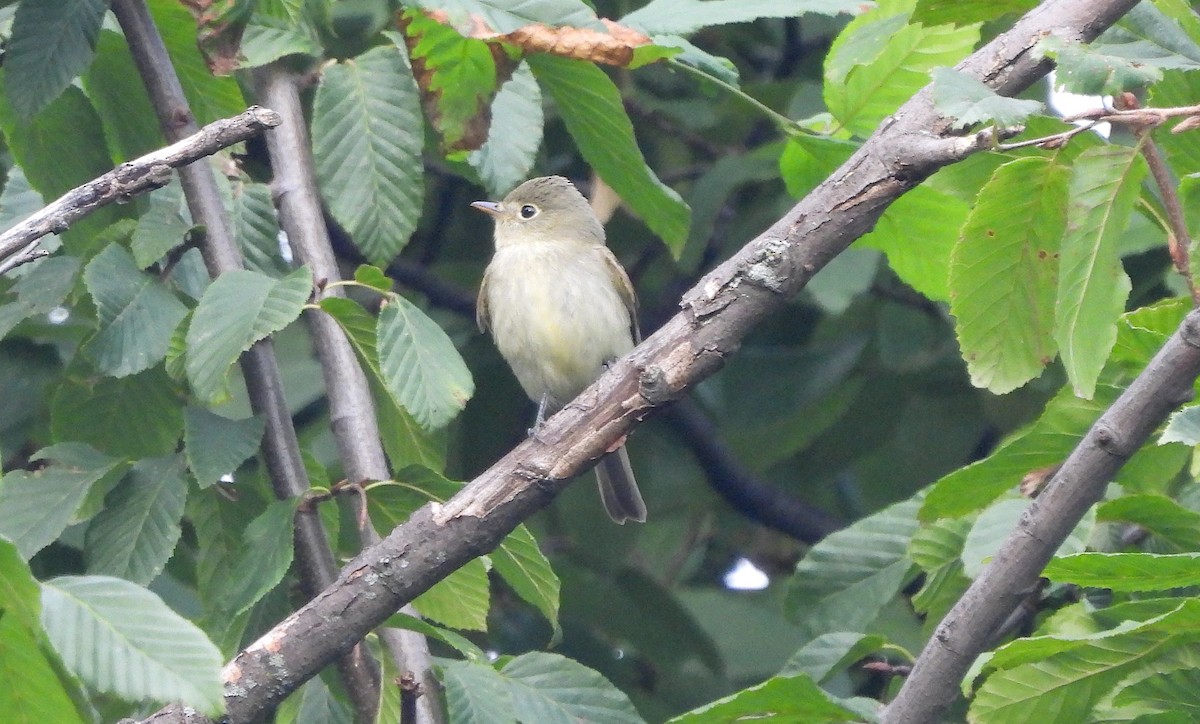 Yellow-bellied Flycatcher - ML623256338