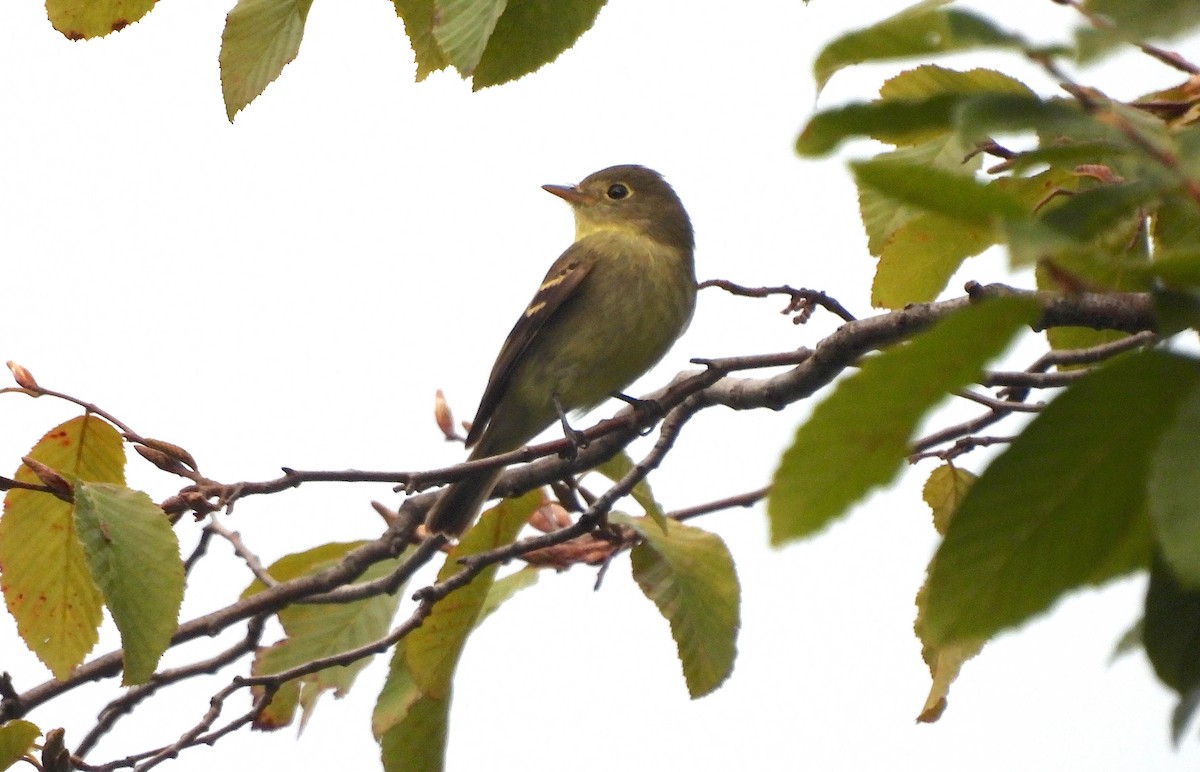 Yellow-bellied Flycatcher - Nick Dawson