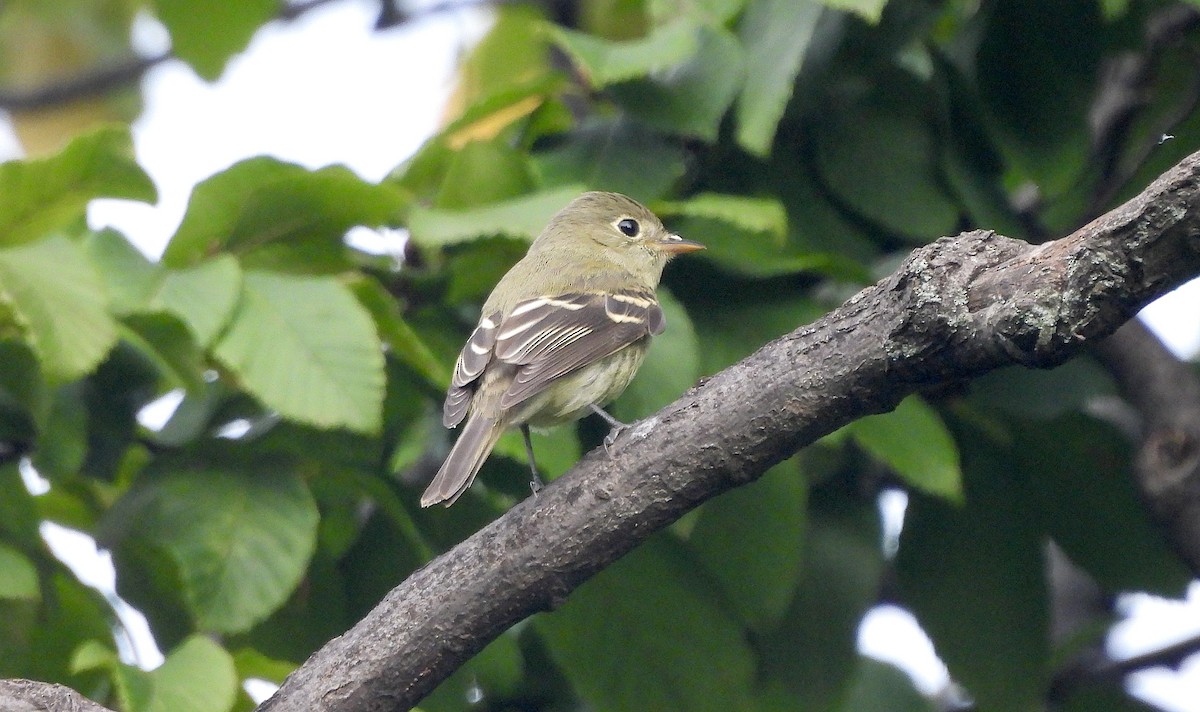 Yellow-bellied Flycatcher - ML623256340