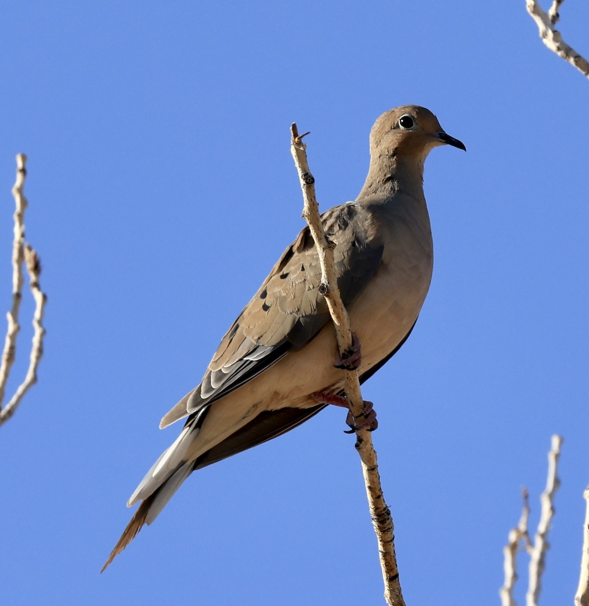 Mourning Dove - ML623256347