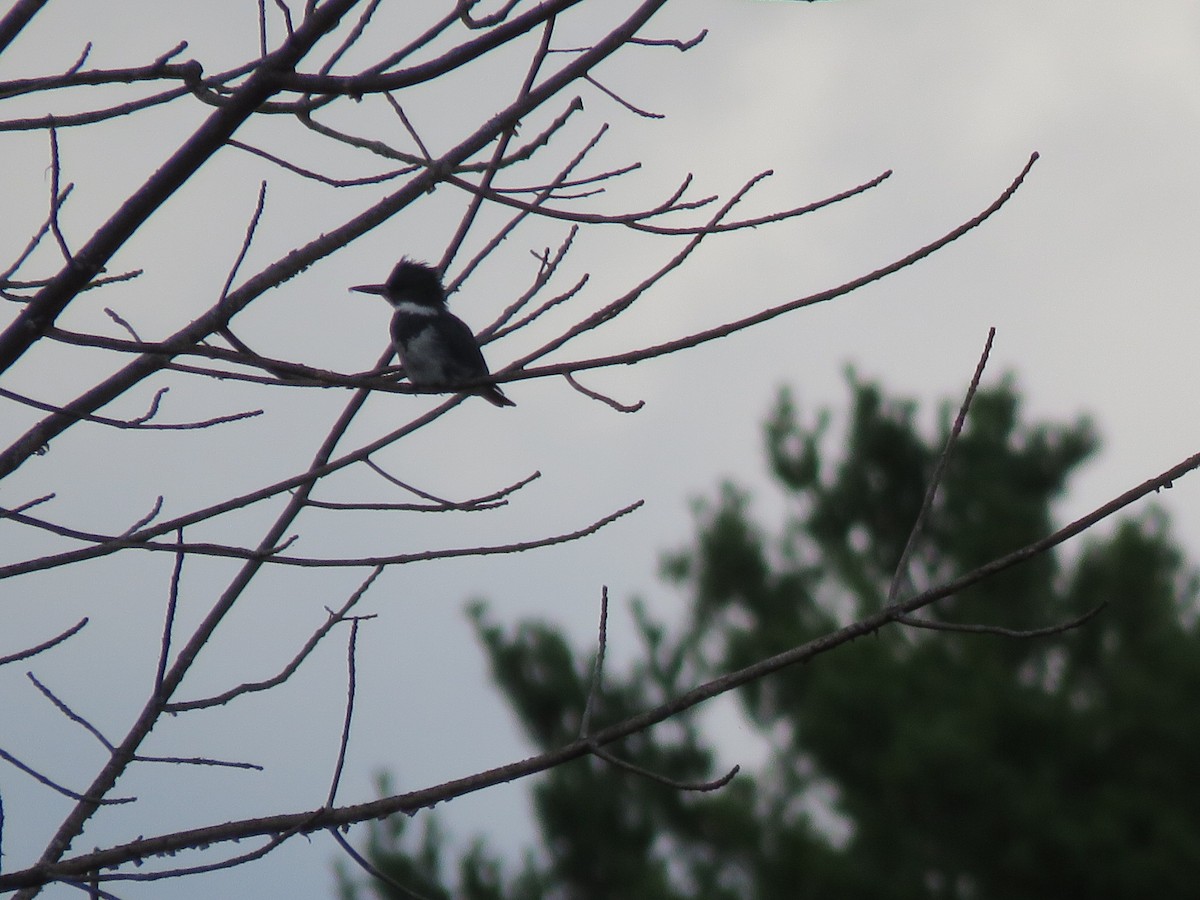 Belted Kingfisher - ML623256351