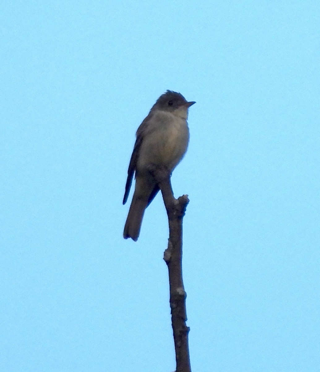 Eastern Wood-Pewee - ML623256368