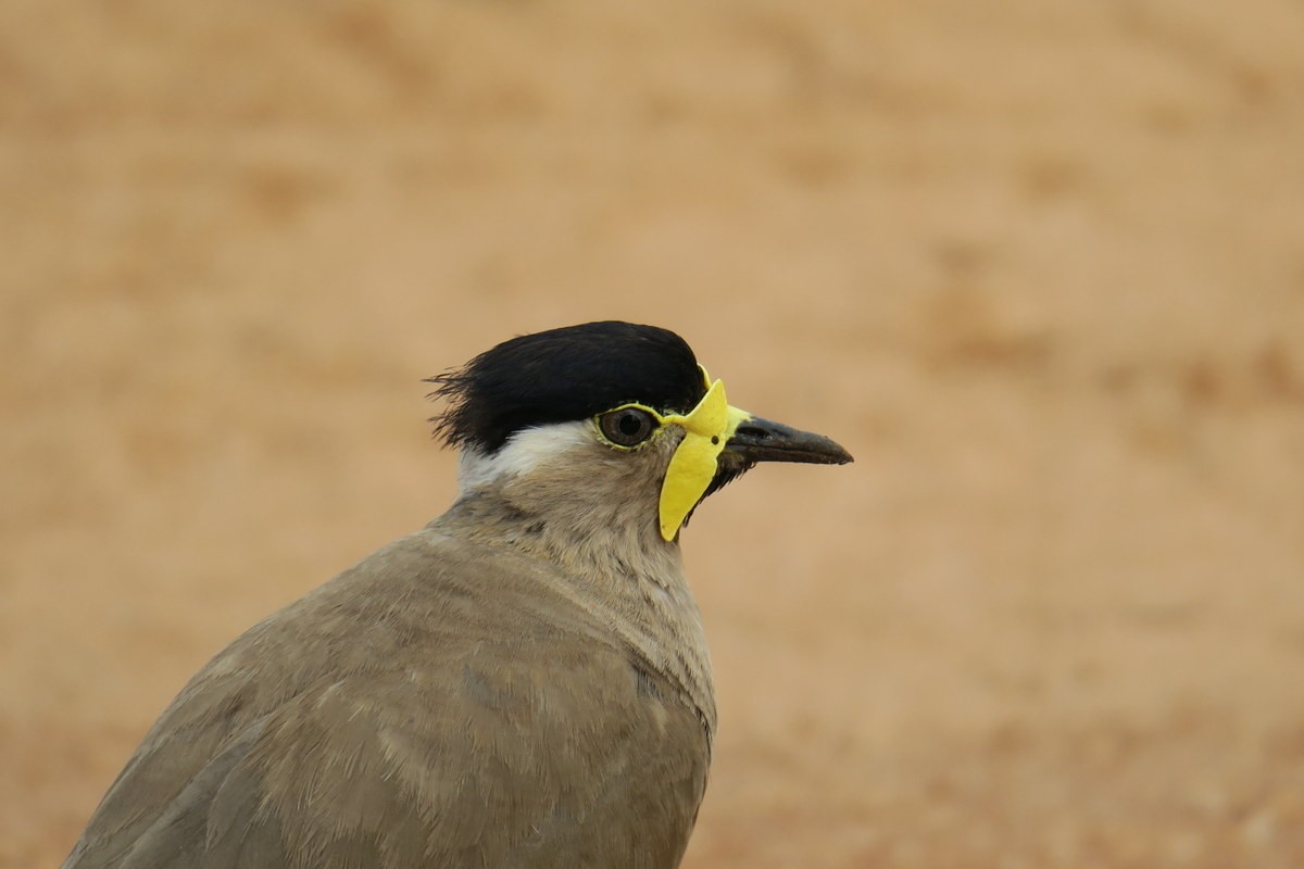 Yellow-wattled Lapwing - Jacky Judas