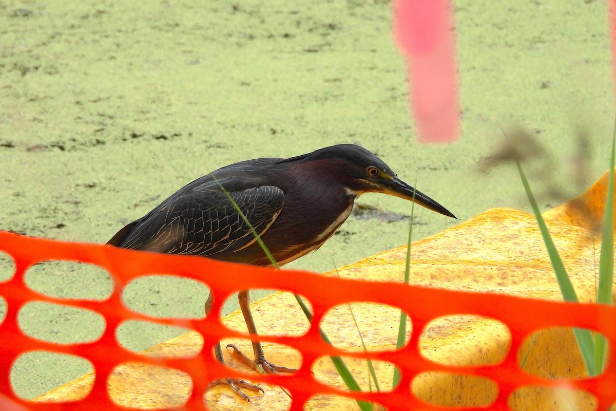 Green Heron - Nick Dawson