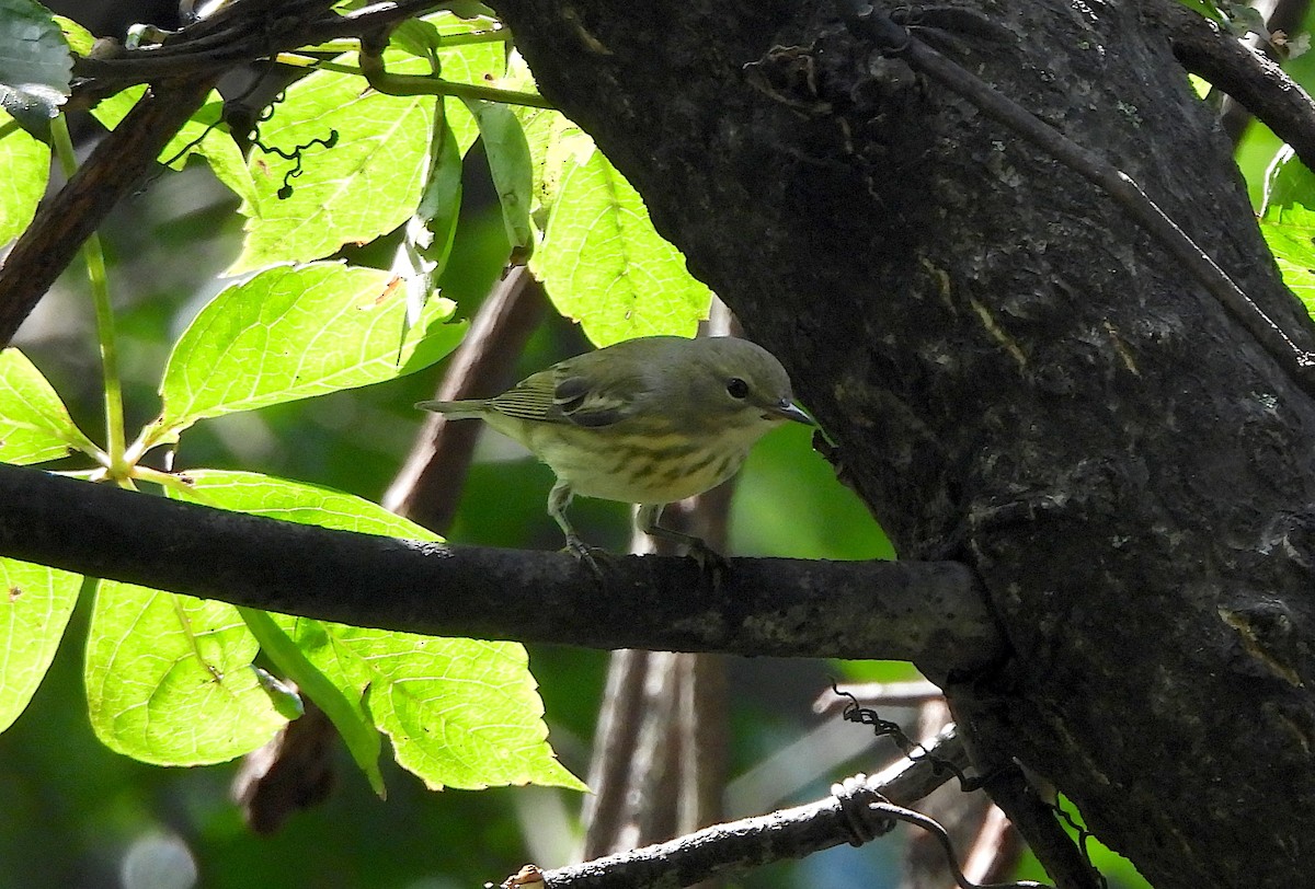 Cape May Warbler - ML623256457