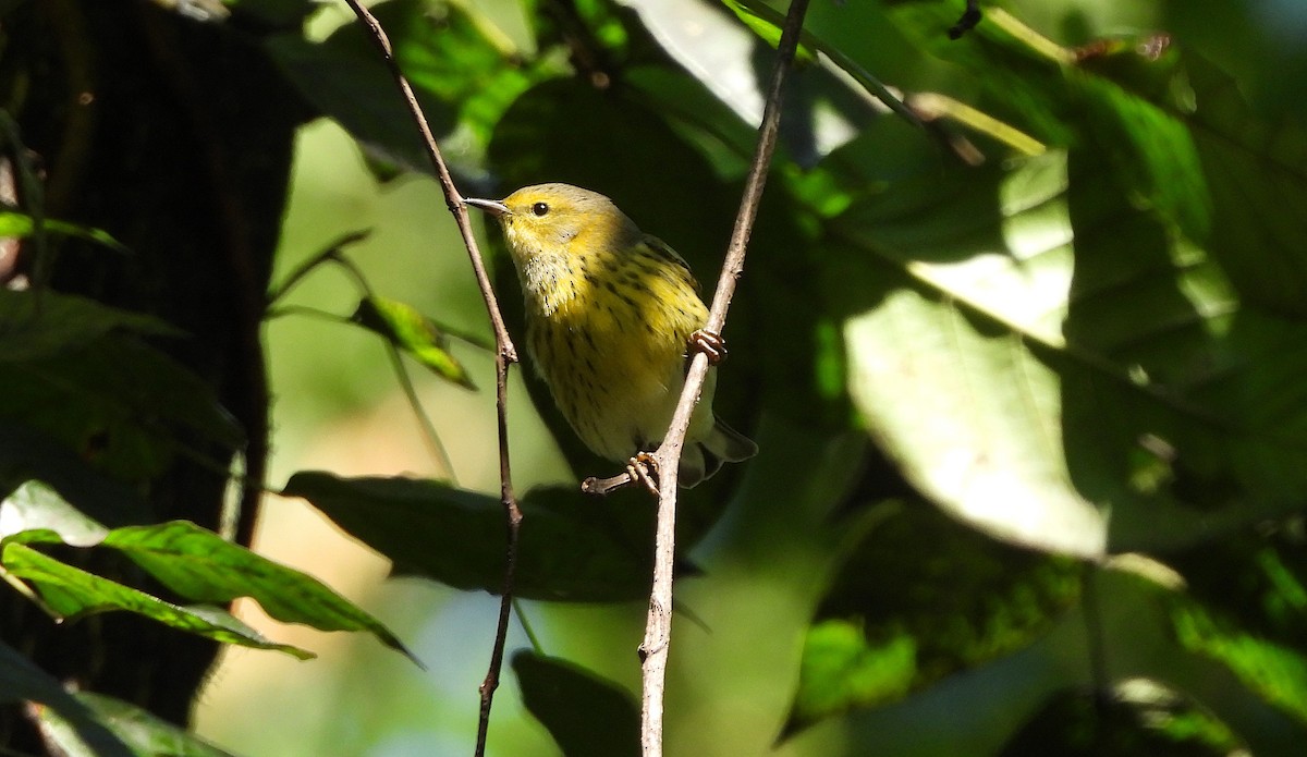Cape May Warbler - ML623256458