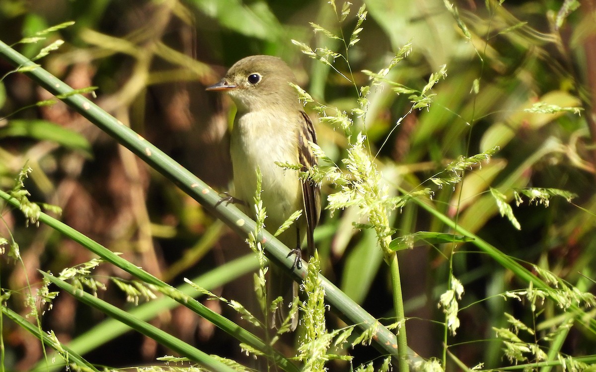 Least Flycatcher - ML623256483