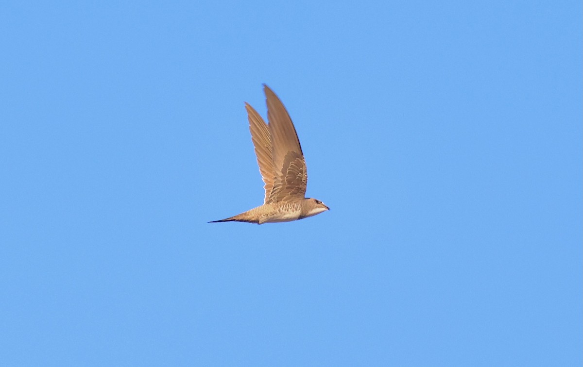 Alpine Swift - Adam Dudley