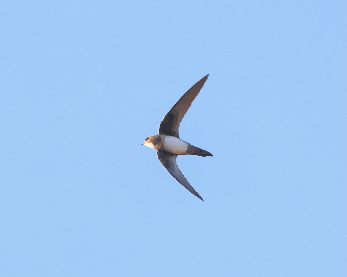 Alpine Swift - ML623256487