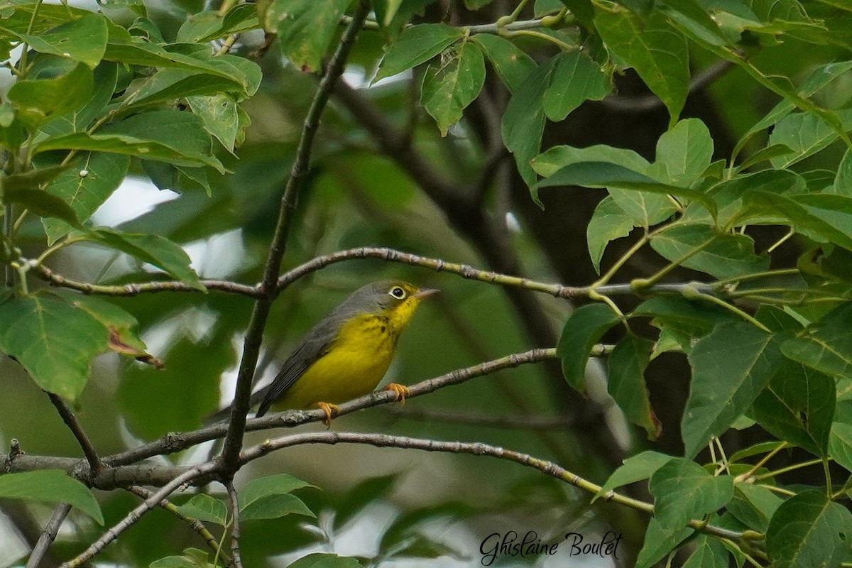 Canada Warbler - ML623256489