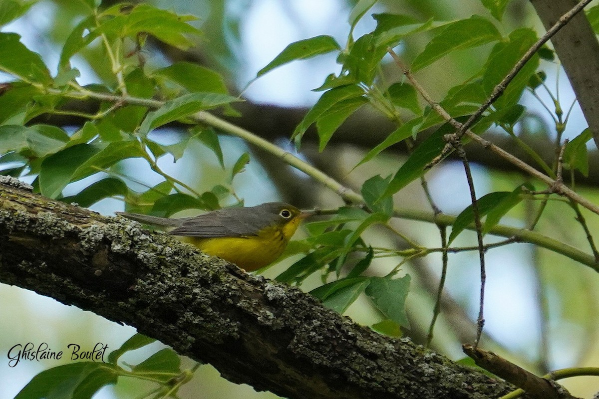 Canada Warbler - ML623256490