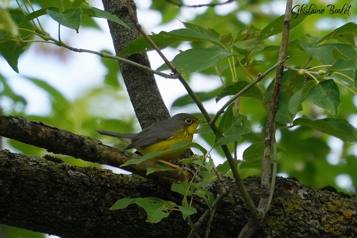 Canada Warbler - ML623256491