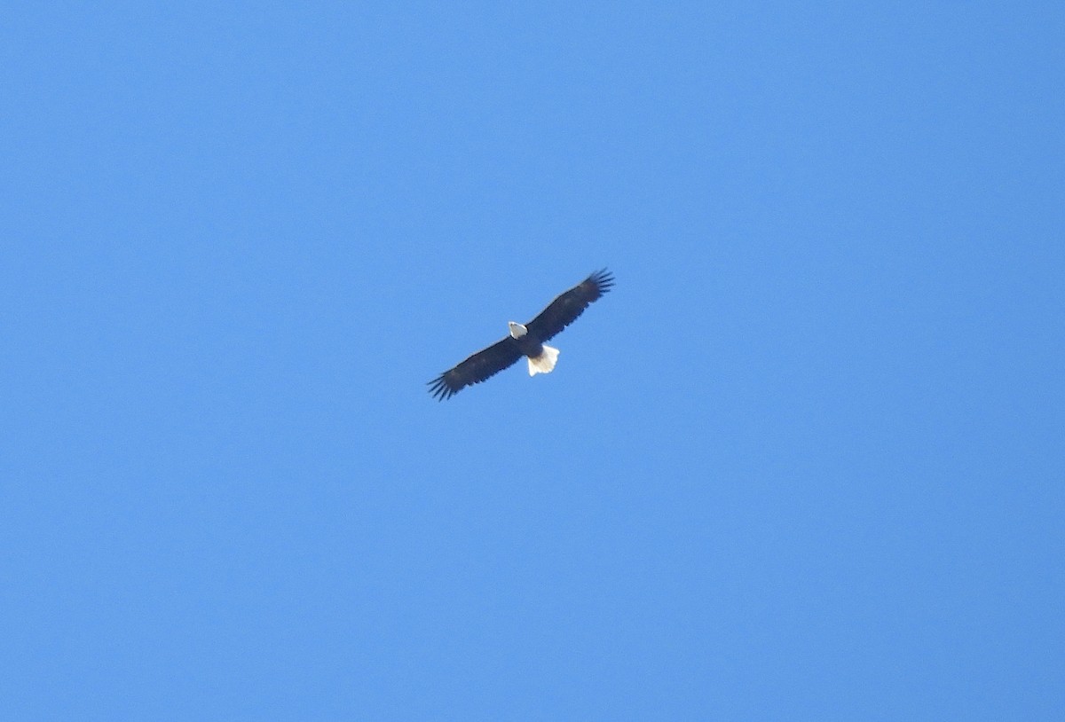 Bald Eagle - ML623256496