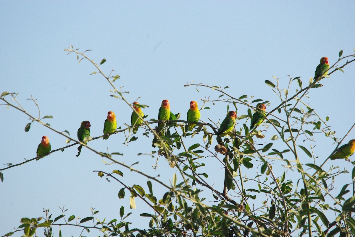 Lilian's Lovebird - ML623256501