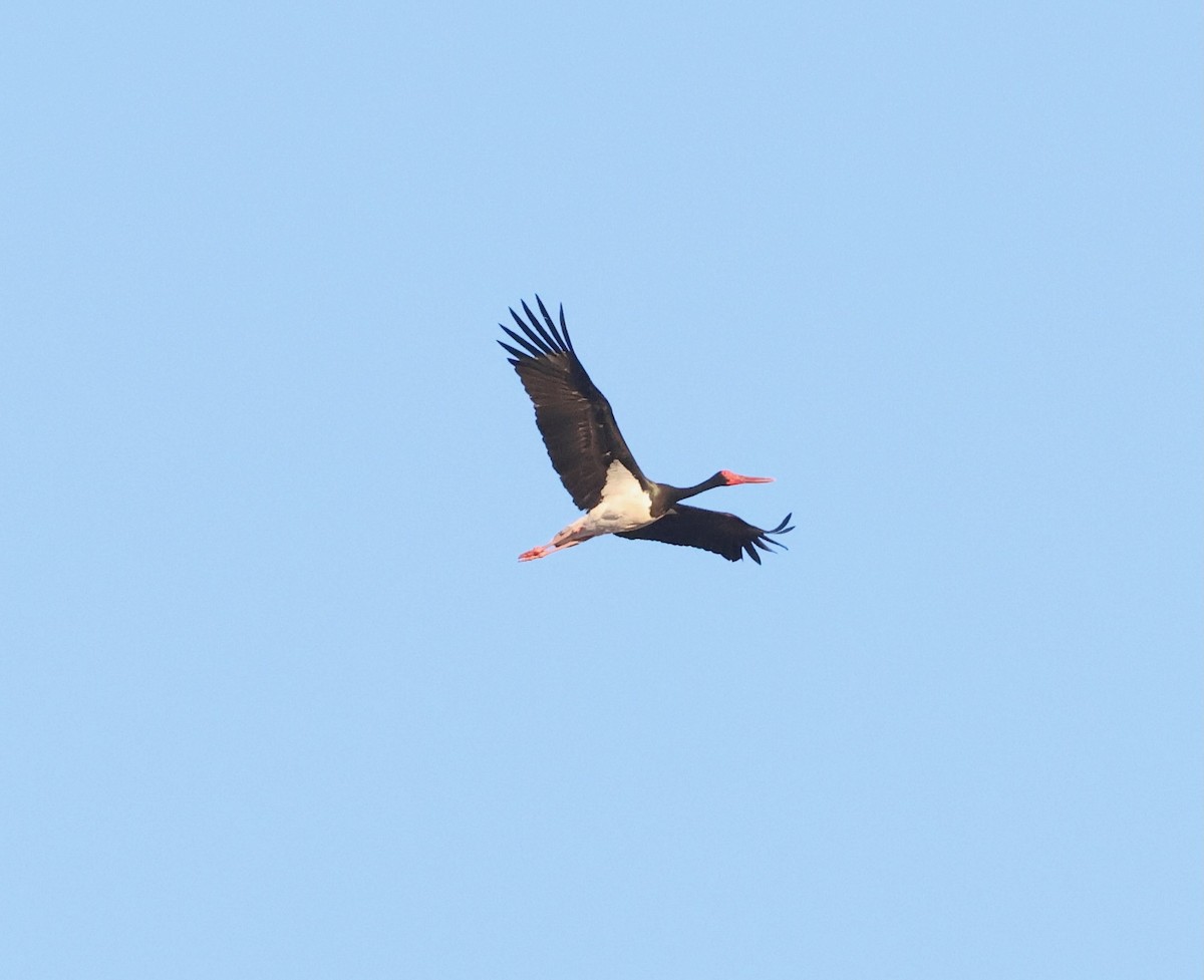 Black Stork - ML623256545