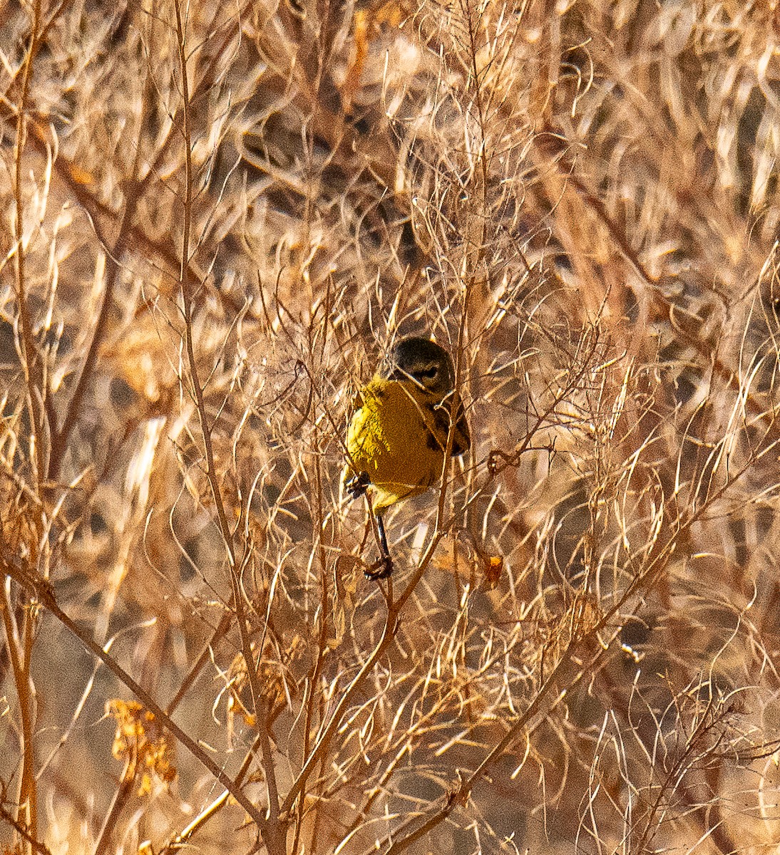 Prairie Warbler - ML623256553