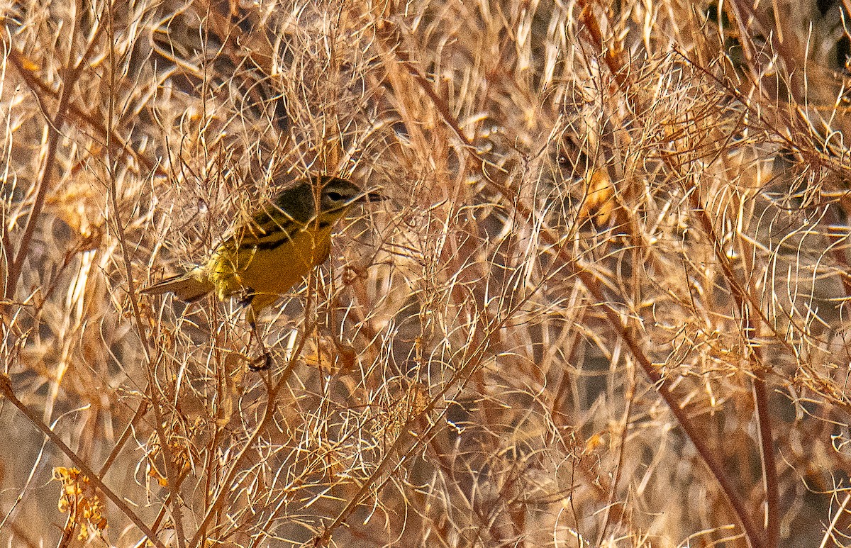 Prairie Warbler - ML623256554