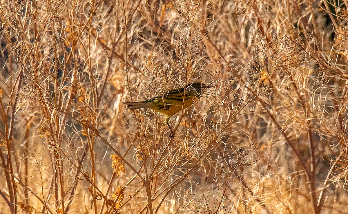 Prairie Warbler - ML623256555