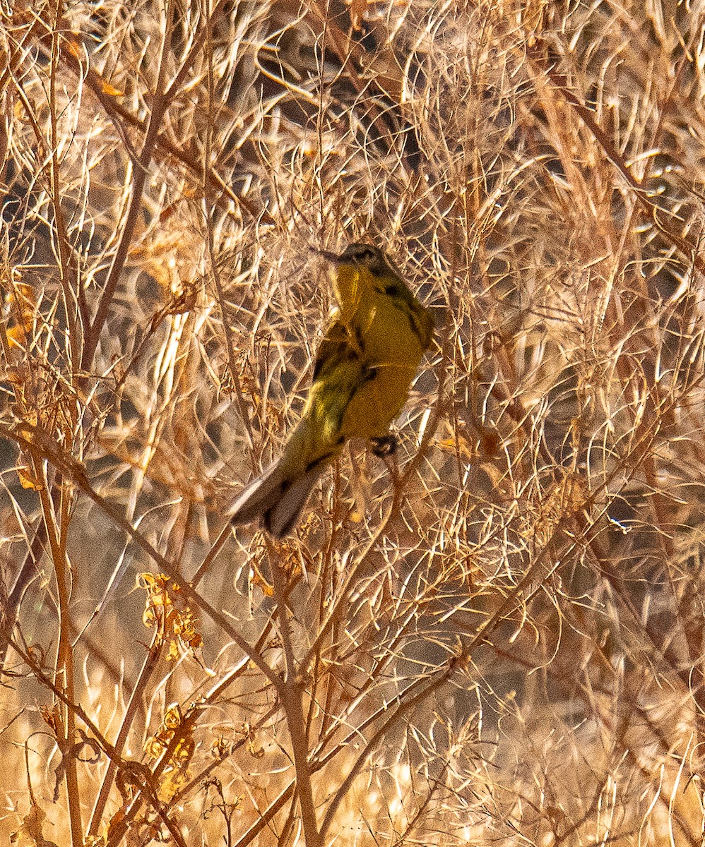 Prairie Warbler - ML623256556
