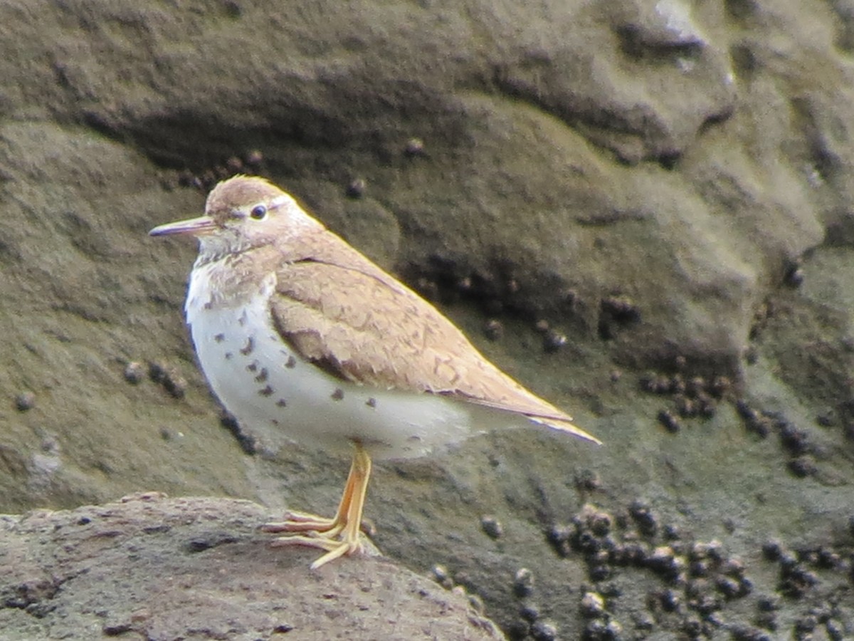 Spotted Sandpiper - ML623256576