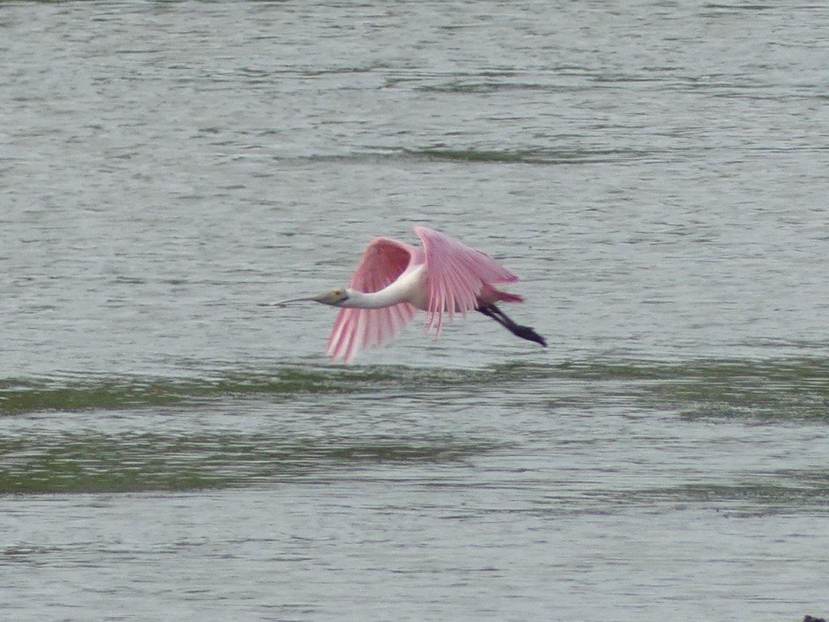 Roseate Spoonbill - ML623256579