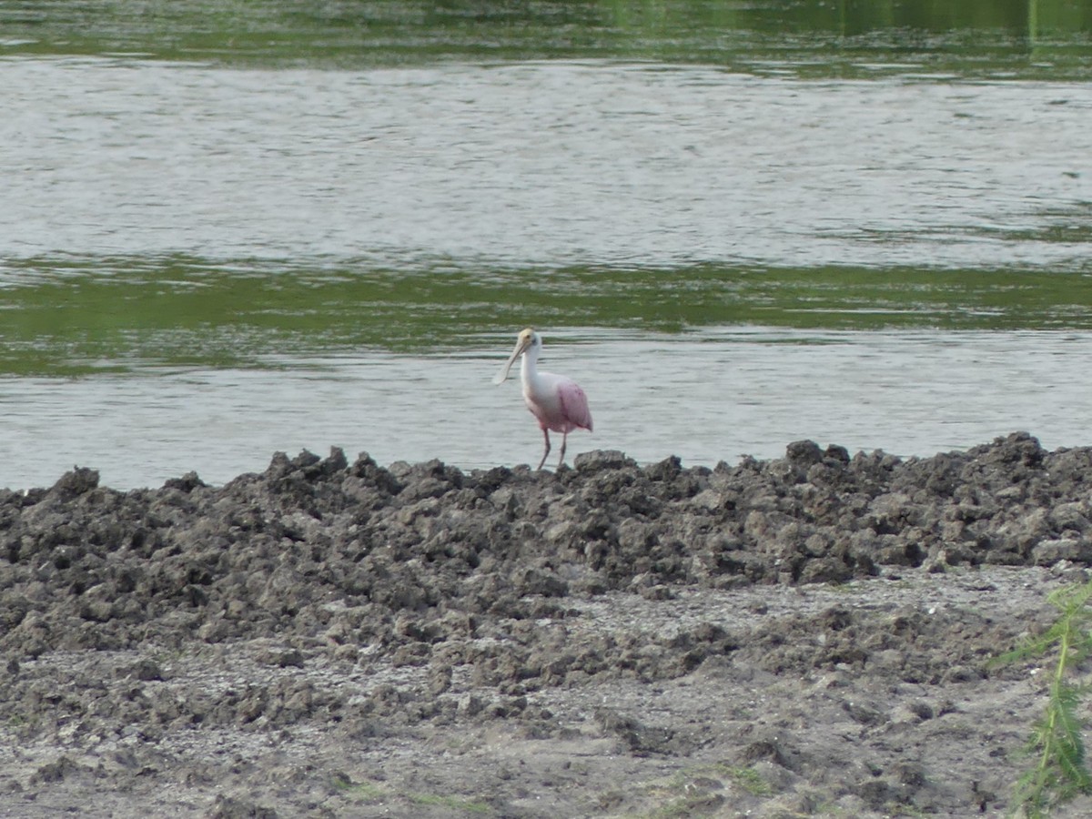 Roseate Spoonbill - ML623256580