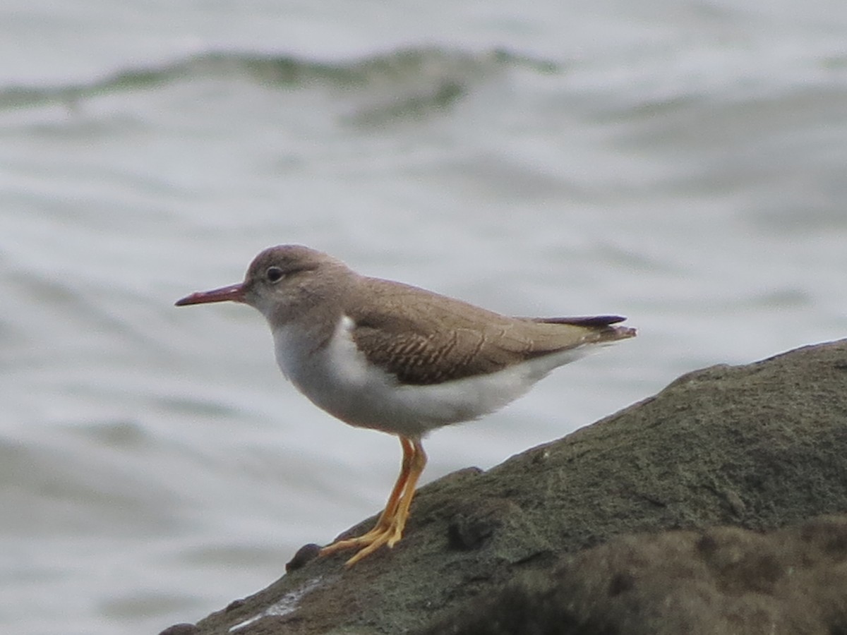 Spotted Sandpiper - ML623256581