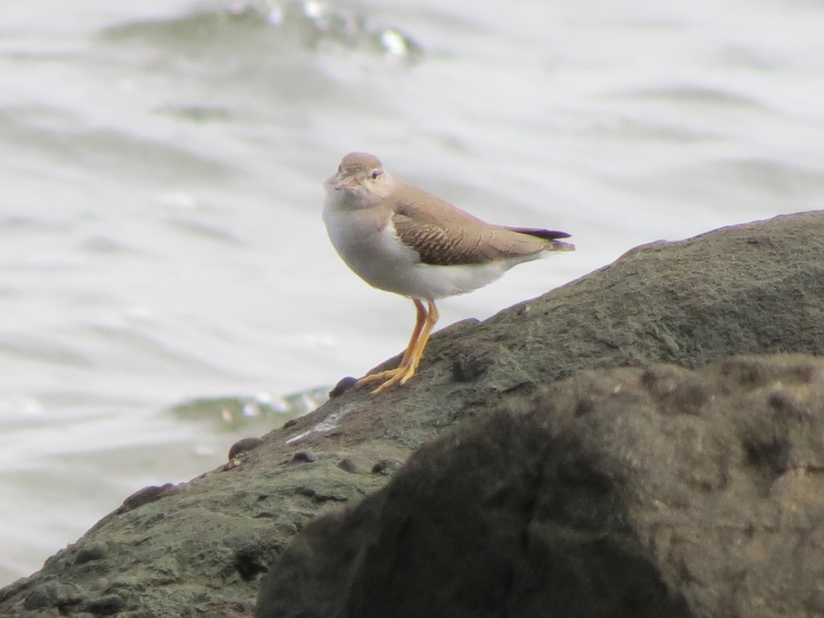 Spotted Sandpiper - ML623256589