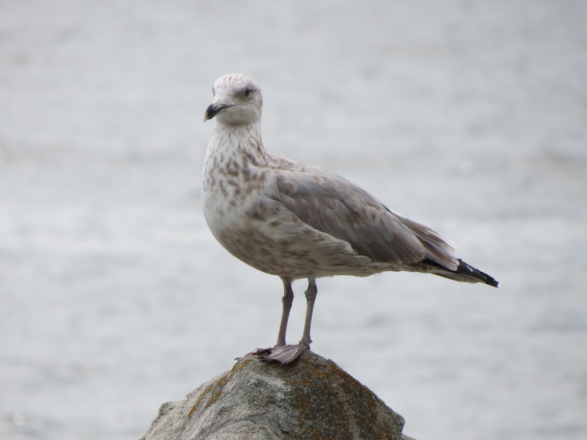 Herring Gull (American) - ML623256619