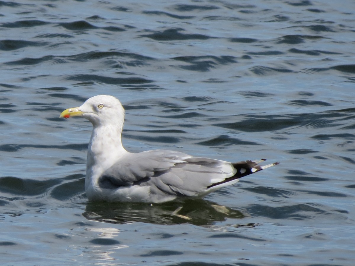 Herring Gull (American) - ML623256625