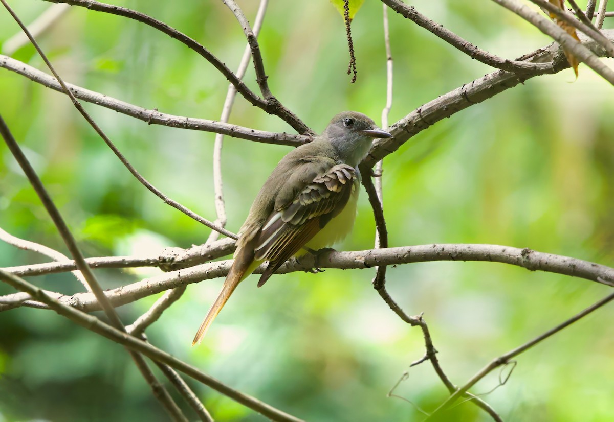 Great Crested Flycatcher - ML623256637