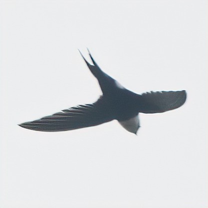 Lesser Swallow-tailed Swift - Daniel Hinckley | samazul.com