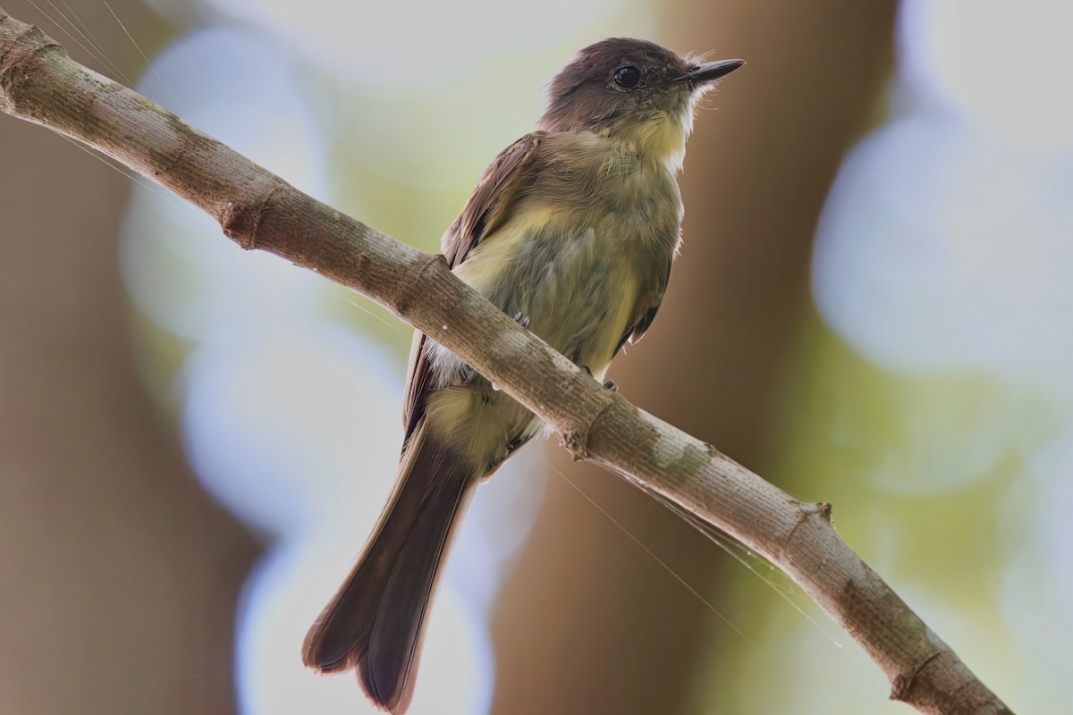 Eastern Phoebe - ML623256649