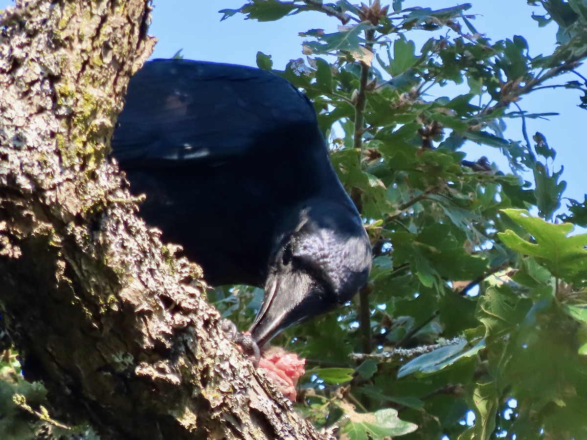 Common Raven - ML623256690