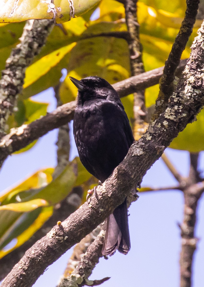 Black Flowerpiercer - ML623256695