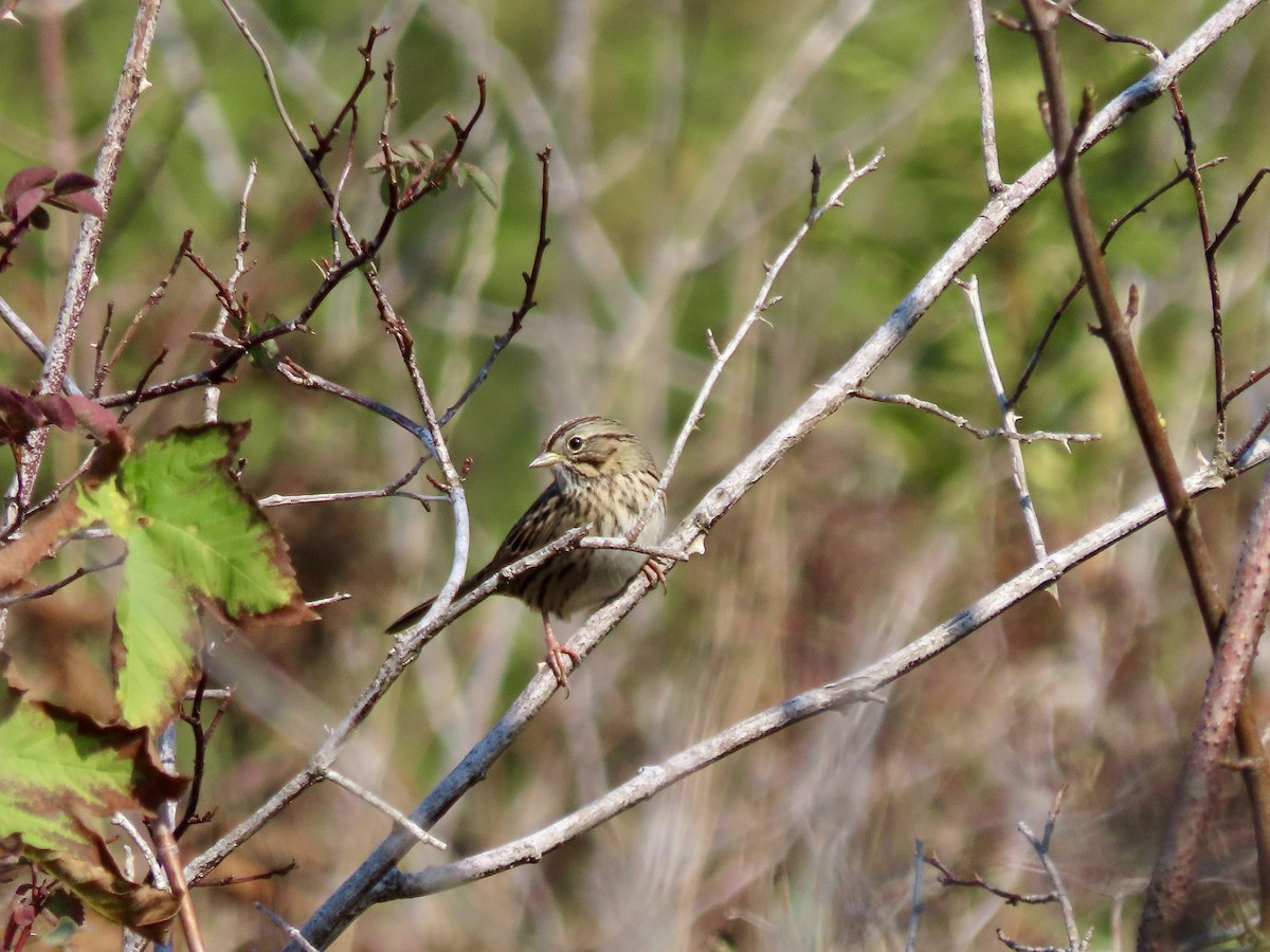 Lincoln's Sparrow - ML623256697