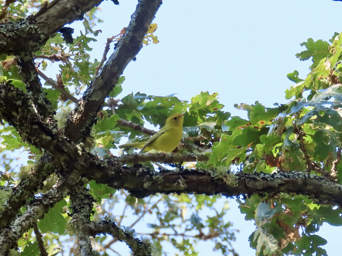 Wilson's Warbler - ML623256704