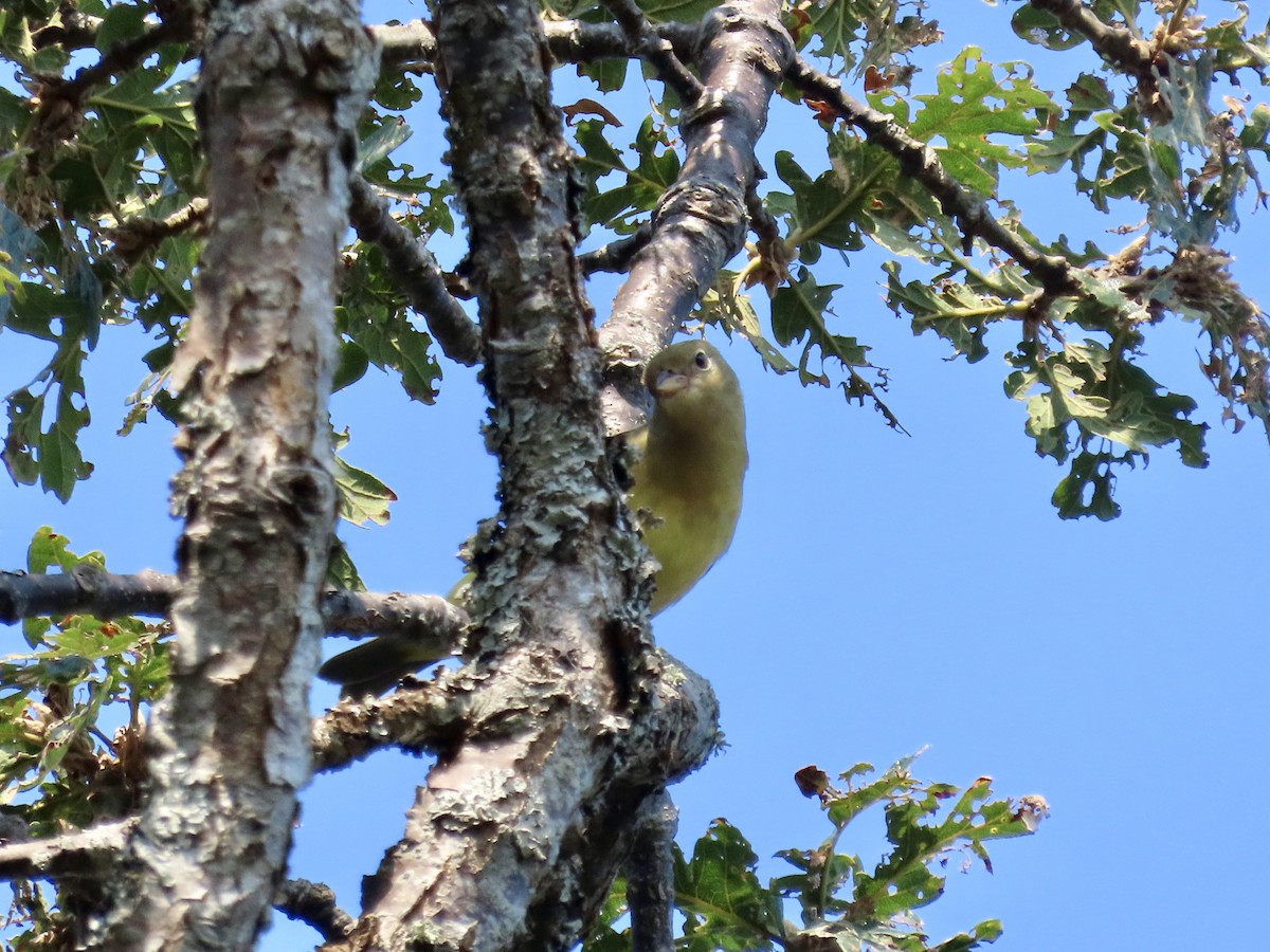 Western Tanager - ML623256705