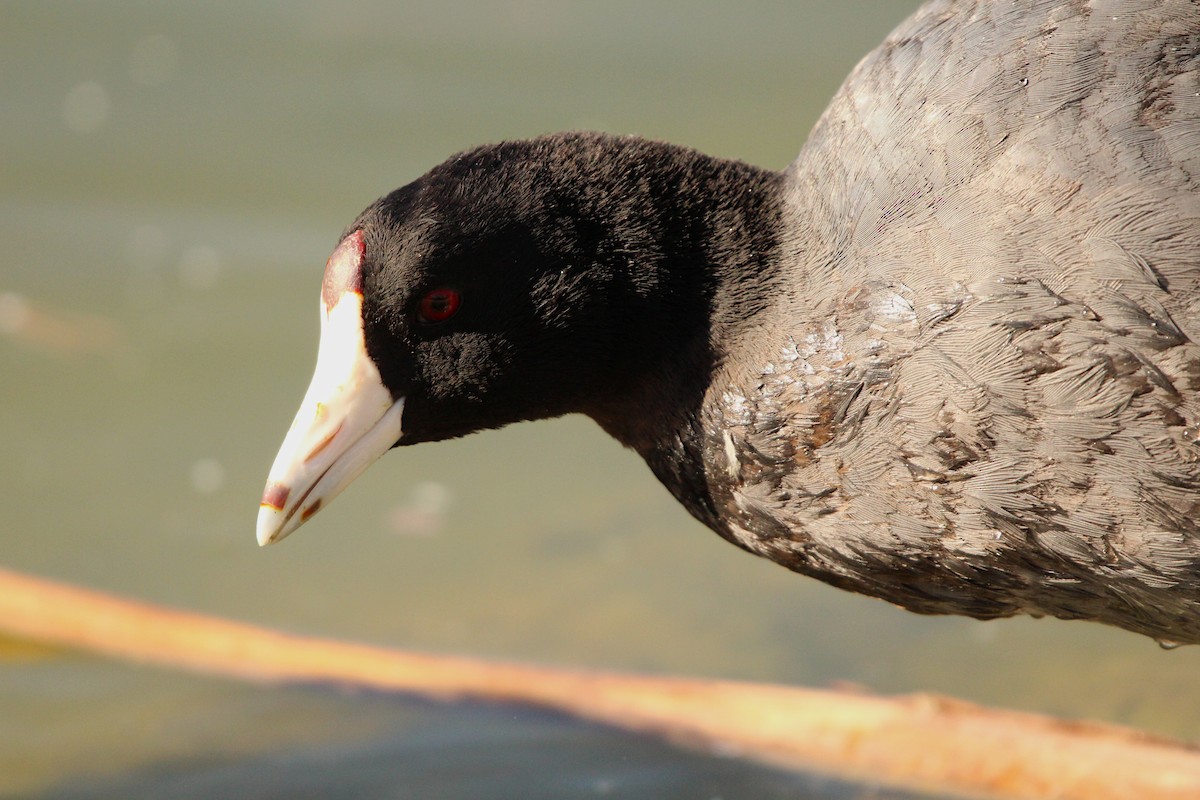 American Coot (Red-shielded) - ML623256710