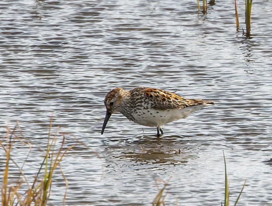 Western Sandpiper - ML623256711